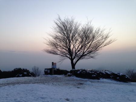 シルエットとなる木