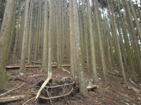 相変わらずの景色、P846までずっとこの風景が続く