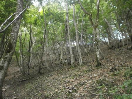 やっと稜線が見えた 