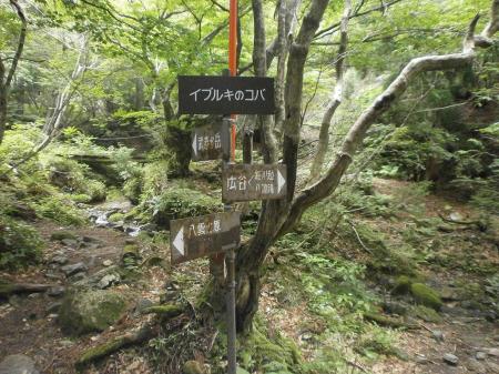 イブルキのコバ