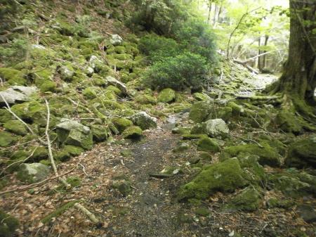 一気に下ってくきたところの苔地帯。牛コバ手前