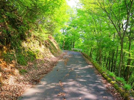 それにしても長い林道が続く。面白いところなんてないんよね