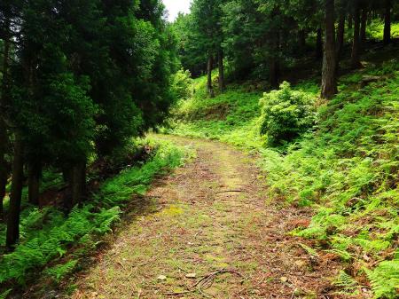 少し雰囲気が変わる場所にでる。このシダ植物の地帯までくるとあともう少し
