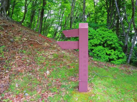 管理道をこのまま下っても面白くないので美山町方面へ尾根を歩いていくことにした