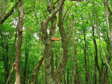 831ピークに到着。地図を確認すると地蔵杉まではまだまだ距離があるし、もう尾根に踏み跡はないバリルートになる。熊の出没情報も含めて単独で無理をするのは辞めようと決意した