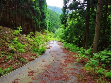 覚悟はしていたけどこの林道も長い。ひたすら面白くない道を下る。唯一、暑くなかったことと下りだったことが救いかも