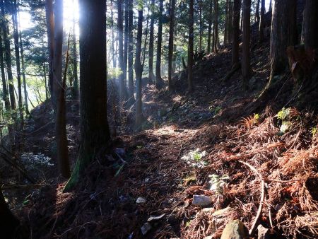 トラバースルートはちょっとした登りがあってなだらかな道になったりと、標高はあまり稼げない感じ