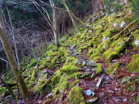 トラバースルートの途中に苔地帯があったけど、ここだけ苔がすごかった