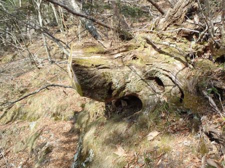 いのししみたいな木