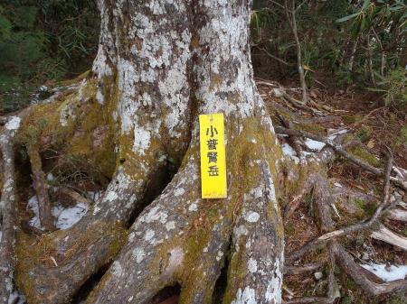 木の中に看板があった