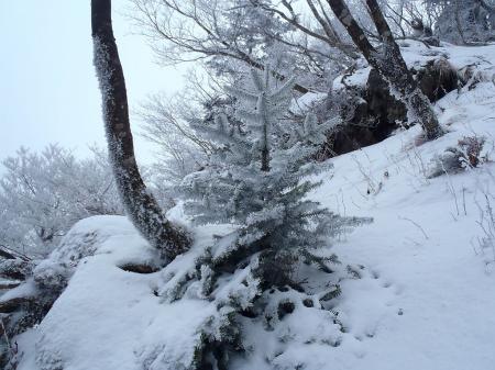 小さなクリスマスツリー