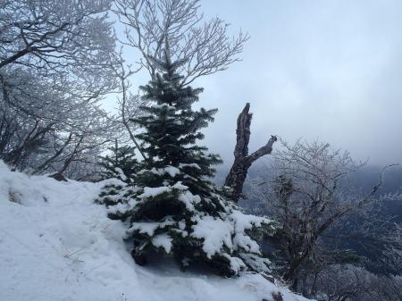 これこそクリスマスツリー！？