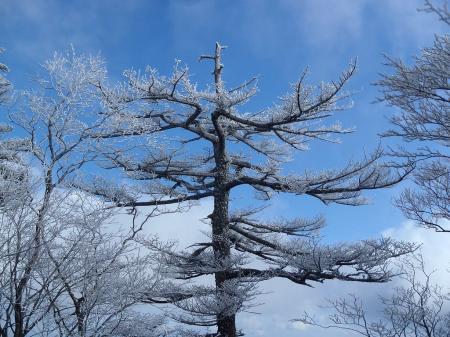 青と白のコラボ