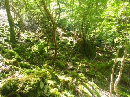 朝の苔もいい感じ