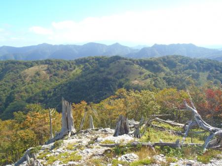 大台ヶ原や大峰のようにこういう木が多い
