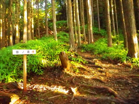 踏み跡も道標もちゃんとあるので迷うことはない