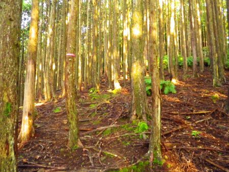 この付近はなんかわかりにくいけどわずかな踏み跡があるので、それを辿っていくようにする