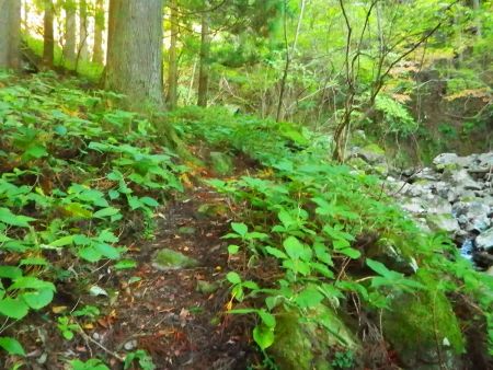 まずは沢沿いの道を登っていく