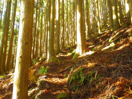 つづら折れになった植林地帯の中の登山道を登っていく