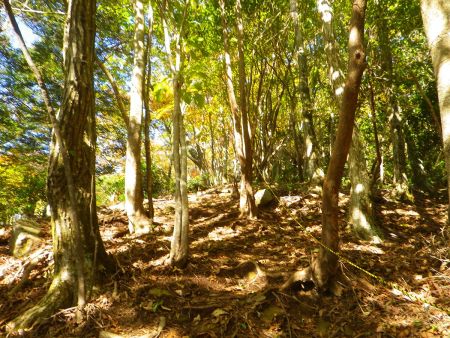 このトラロープのあるところがちょっと急登なんだけど距離は短いので一気に登ってしまう