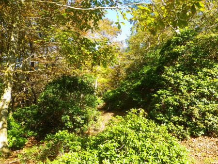 登山道の雰囲気が変わったけどもう一登りしないといけない