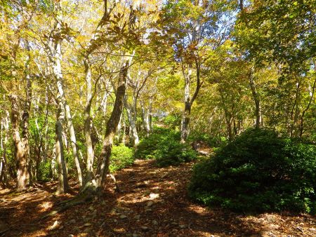 尾根道の登りの向こう側が明るくなっている。もうフトウガ峰は近いかも