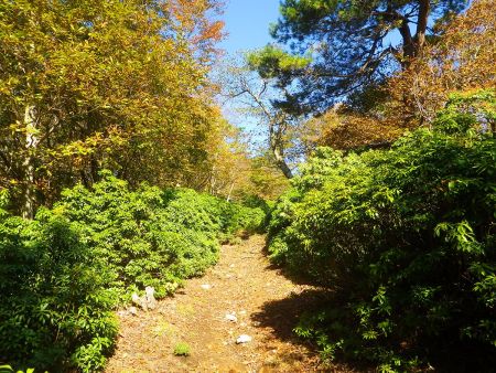 ここの樹林帯を一気に抜けていく。登りはなだらかになっているのでペースがあがる
