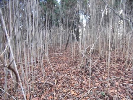 鉄塔より登っていくと少し荒れているが道らしき場所になっている