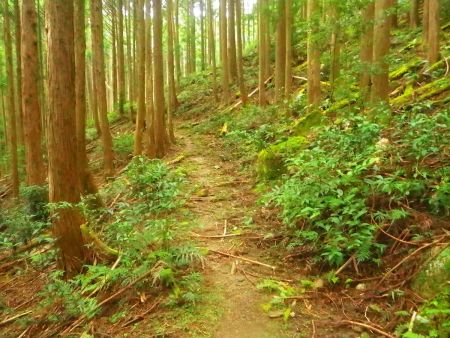 なだらかな道が続くけど、若干のアップダウンがある