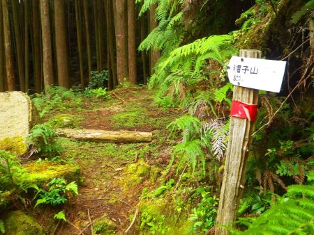 道標に従って進んでいくけど、まだ標高は稼げてないんよね。地図を見ると標高は最後に一気に稼ぐ