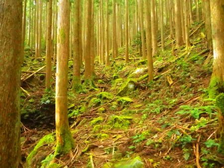 苔むしたなだらかな登りになったんだけど、まだ標高は稼げてないんだよね