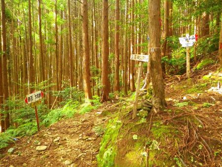 ここで分岐。高田まで70分というのは駐車ポイントかな？70分もかかってないと思うんだけど・・・ここからが本格的に登りになるので大休憩した
