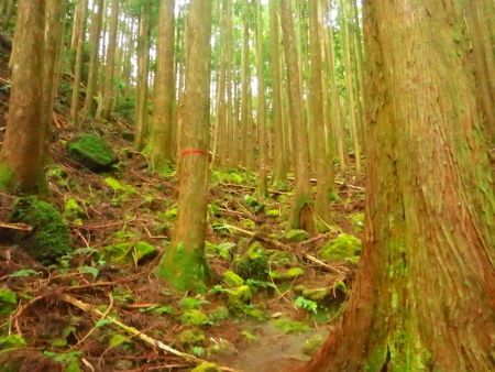 まずは軽く登っていくんだけど、前日の疲れがでてきたのでスローペースで登っていく