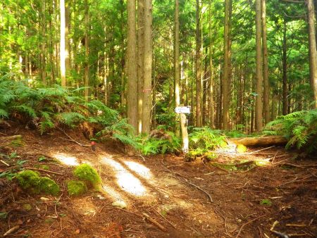 尾根の取り付き。ここから尾根の登りになるんだけど、まだ標高は500mほどなんだよね