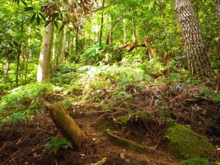 この付近からは尾根道だけど、時折、急登があったりするので立ち休憩しながら登っていく