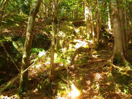 ロープ場があったけど右側にも道があって、下山時は直登せずに右側の道から下った