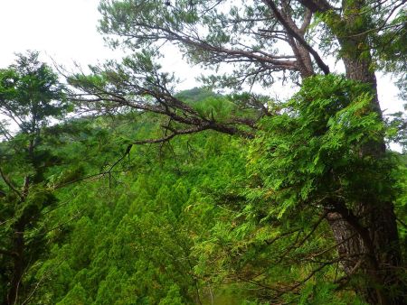 烏帽子山のピークが見えた。もう一登りといった感じだろう。なかなか急登がありそうな感じだけど展望地でも大休憩をとったのでスローペースで登ることにした