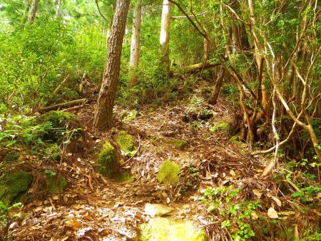 烏帽子山への最後の登りがはじまる。この先から急登になる