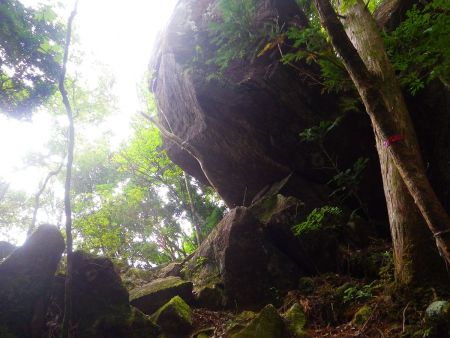 この大きな巨岩までくると山頂まであともう少し。この岩は左に巻いて登っていくんだけど、ピンクテープがあるからわかる
