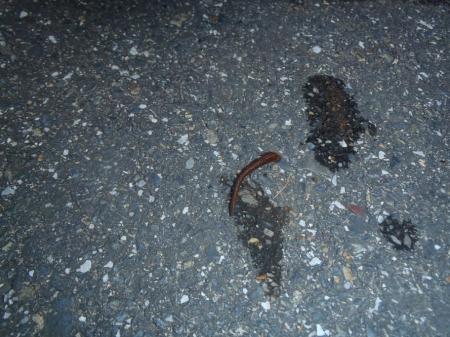 靴を履き替えようと思ったらヒルがいました。少なかったけどゾーッとした