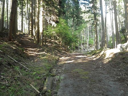 ここで狸穴の源泉への分岐。この段階では下山時にここから下ってくることになるとは予想してなかった