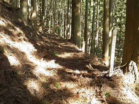 植林地帯の登山道をひたすら登っていって、やっと頂上まで1600mの地点まできた。まだまだ先は長い