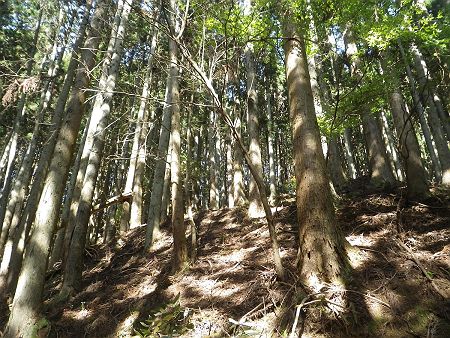 写真ではわかりにくいけど、見上げると稜線が見えてきたのであと一登りといった感じ