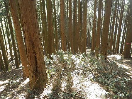 五台山からコル部まで下らされたんだけど、このくらいなら登り返しても平気かなっと思った