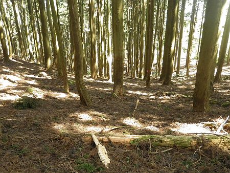 木にピンクテープが巻いてあるけど、いたるところにあるのでルートのあてにはならない。調べたルートは谷を登っていたので、とにかく谷側へ下ることにした