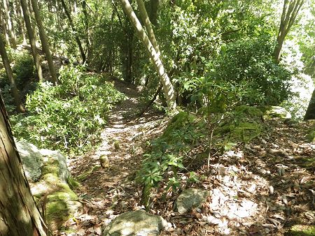 ここで尾根に合流した。地図を確認すると、この尾根をひたすら下れば最初の林道に出るはずなんだけど、かなりの急斜面なはず