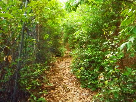 最初は獣除けの網に沿って登っていくんだけど、草に覆われていて歩きにくい