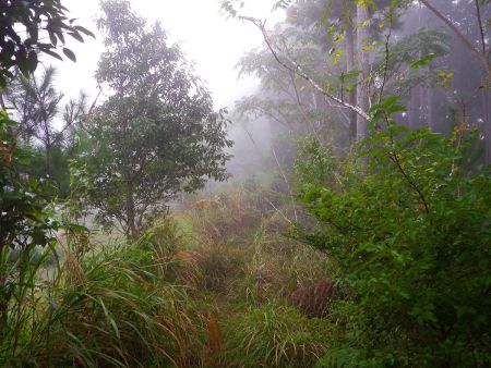 朝早いからなのかガスってきた。それにしても踏み跡はあるにしても草で歩きにくい登山道