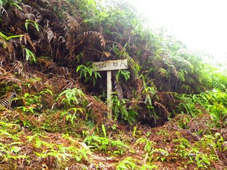 ここで左の玉置山のほうへ登っていく。この付近までくるとちゃんとした道標がないのかな！？