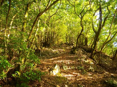 ここからこのような登山道がひたすら続く。あまり面白みがある登山道ではない